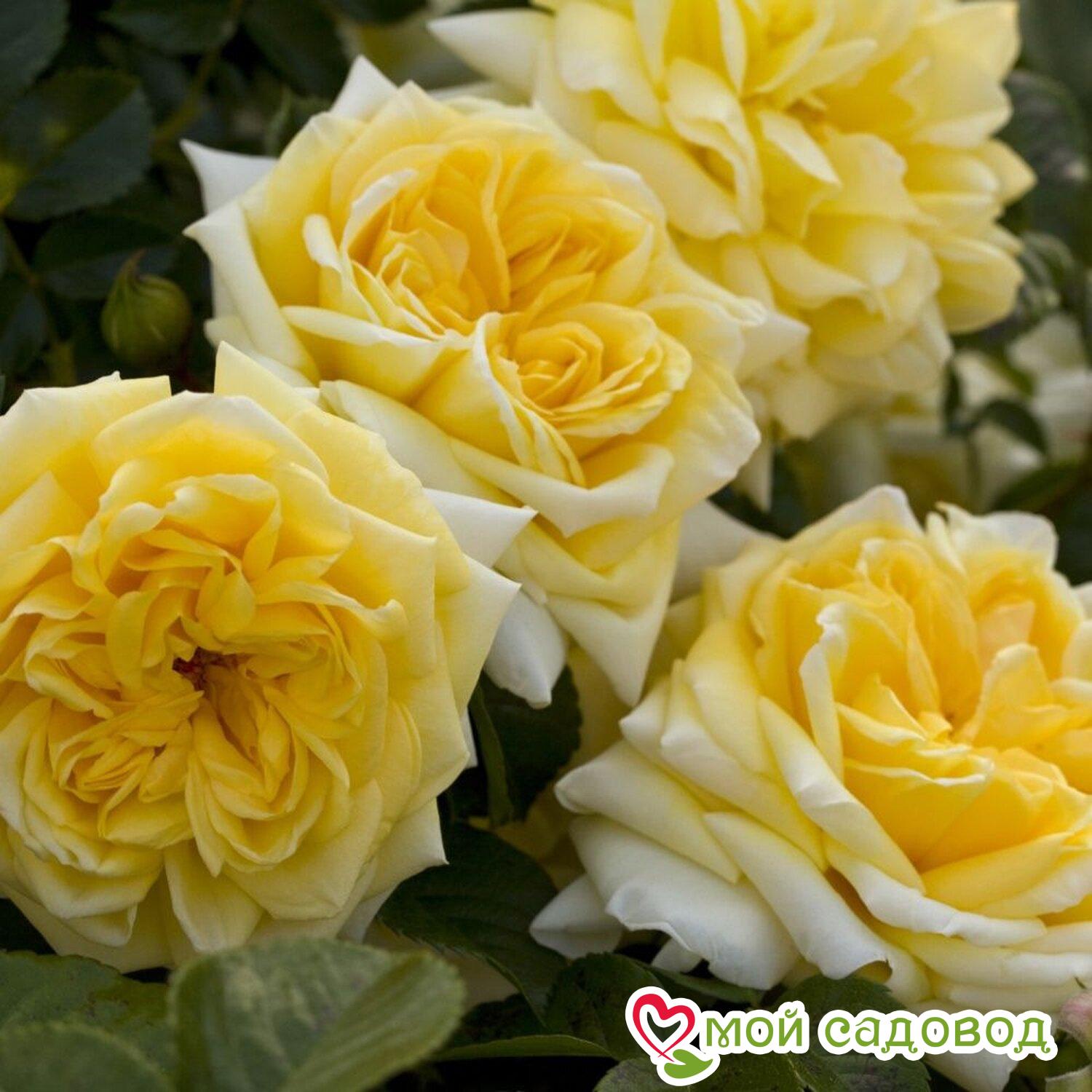 Роза мейяндекор фото и описание отзывы Роза мейяндекор фото и описание отзывы