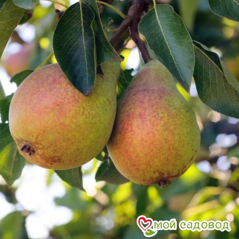Груша Цыганочка