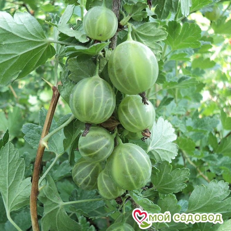 Крыжовник Уральский бесшипный