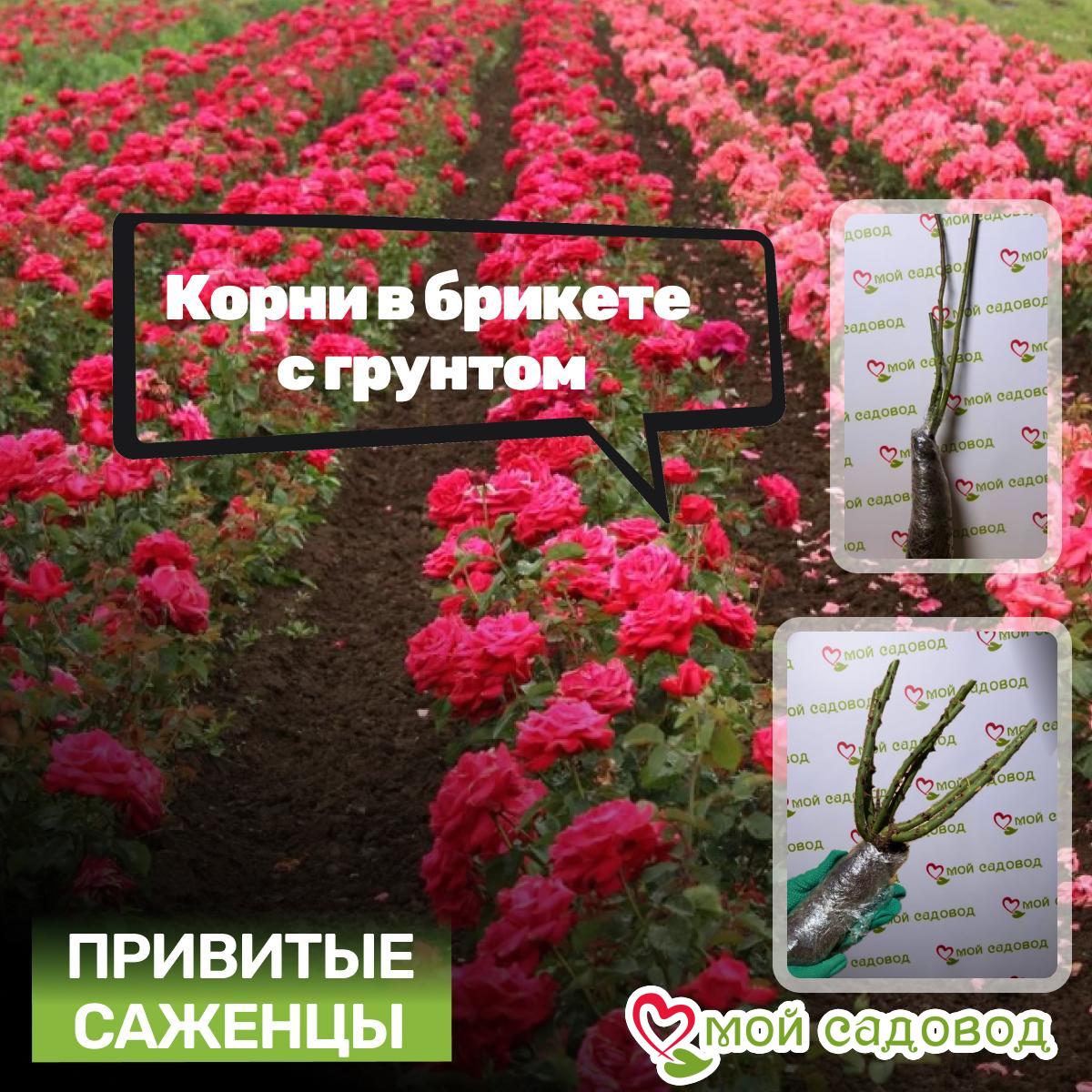 Роза Питахайя