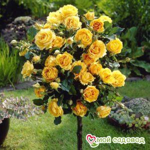 Роза Эприкот Дрим